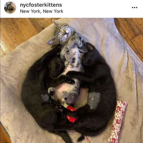 Foster Kitten Love 😻 - Picture 14 of 16